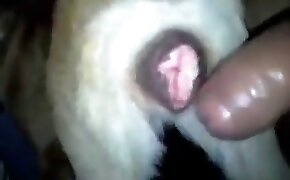 saite porno brasileiro - guy fucks animal, zoophilia fuck porn